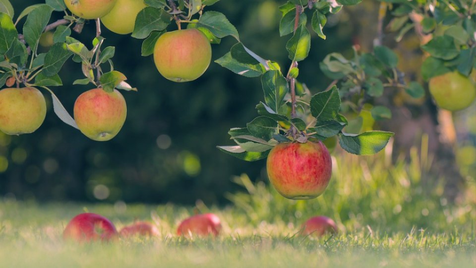 Producţia de fructe de sezon în judeţul Mehedinţi este mult sub cea de anul trecut