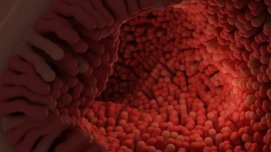 Cercetătorii au descoperit „conducătorul” florei noastre intestinale