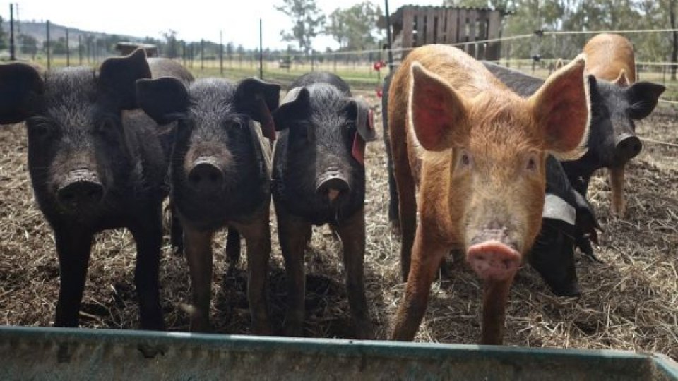 Populaţiile de porcine şi bovine scad în UE