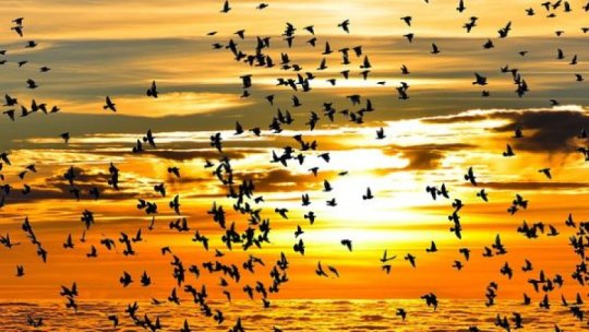 Studiu: Jumătate din speciile de păsări sunt în declin la nivel global