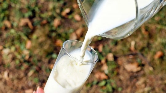 Laptele crud: beneficii sau pericole?