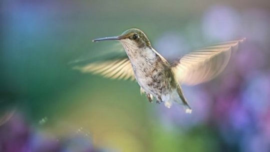 Femele de colibri se "deghizează" în masculi pentru a evita agresiunile