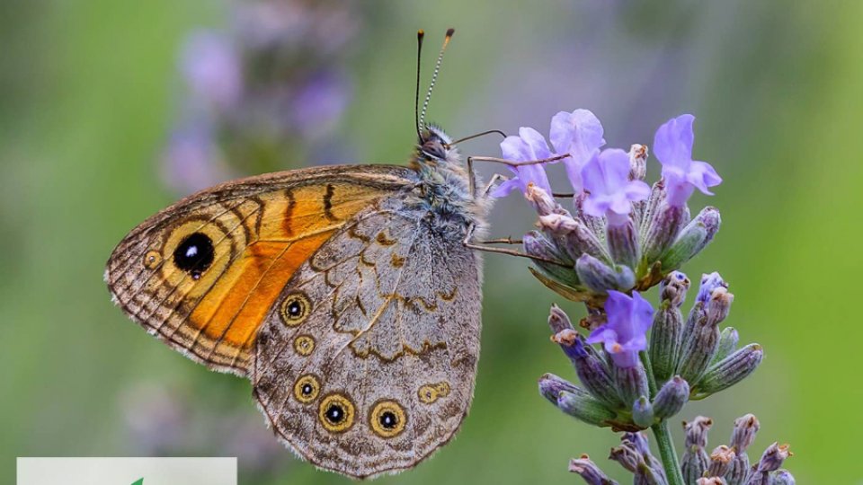 Refacerea naturii şi a biodiversităţii