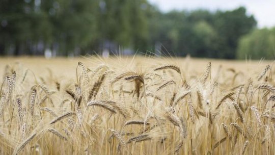 Deficite de apă în sol în cultura grâului de toamnă în zone din Dobrogea, Moldova, Muntenia şi Transilvania