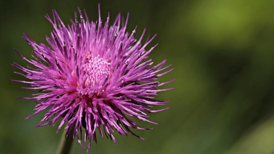 Armură contra ficatului gras