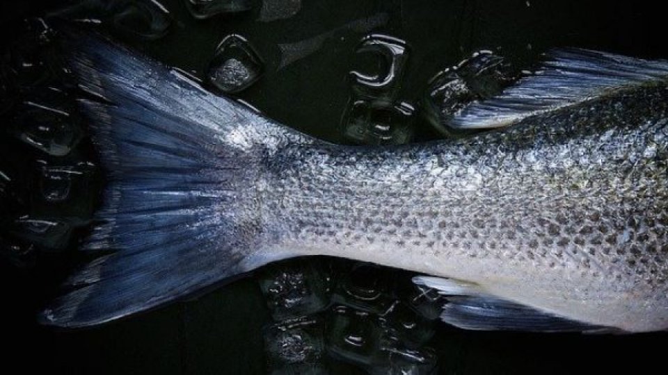 Consumul unui peşte din SUA echivalează cu a bea timp de o lună apă potabilă contaminată