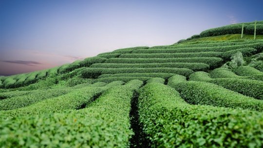 Ceaiul verde previne bolile de ficat
