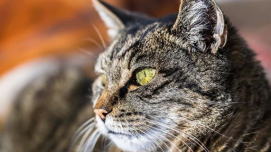 O femeie din Kenya îşi împarte locuinţa cu 600 de pisici