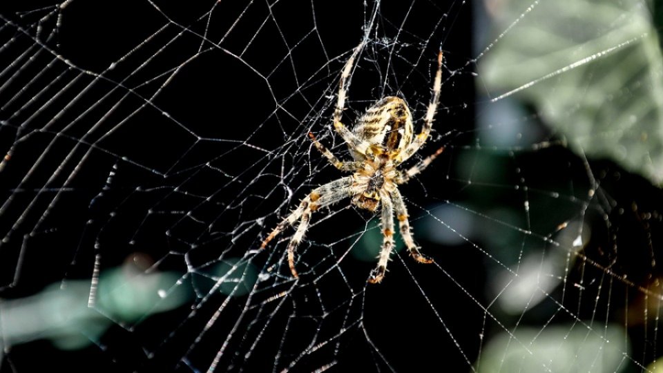 Ce înseamnă când visezi păianjeni? E de bine sau de rău?