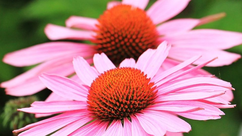 Echinacea, aliat în lupta pentru imunitate