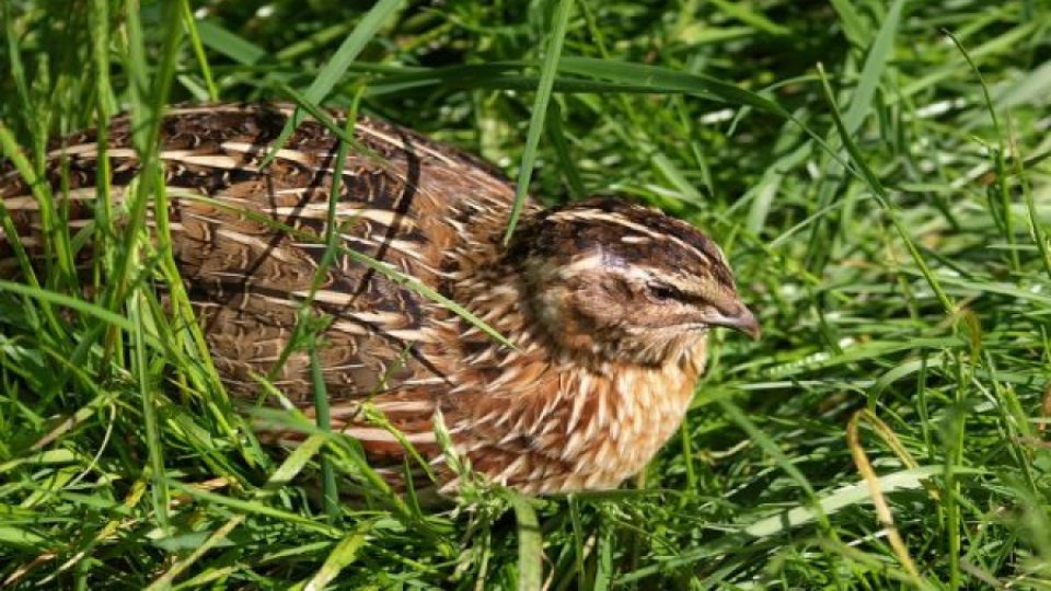 Pentru a opri răspândirea gripei aviare, Bulgaria va sacrifica 25.000 de prepeliţe