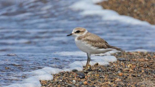 Un pietruş inelat în Delta Dunării a ajuns până în sudul Africii, parcurgând peste 8.000 de kilometri