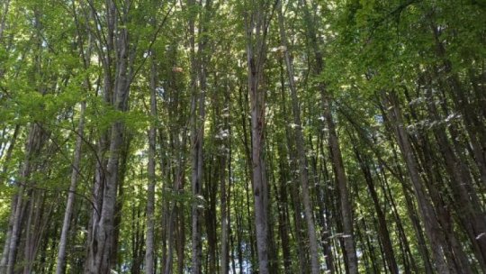 Peste 150 de hectare de perdele forestiere s-au înființat în anul 2022
