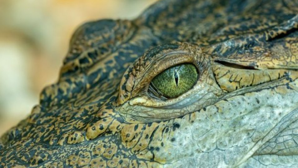 Specia preistorică de crocodil, care a trăit în România