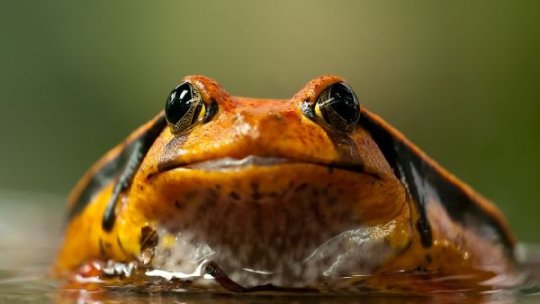 O specie de broască se camuflează imitând excremente pentru a scăpa de prădători