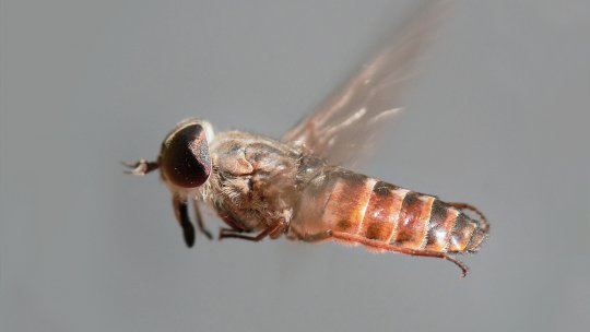 Insectele devin mai rezistente şi trăiesc toamna mai mult, datorită încălzirii climei globale