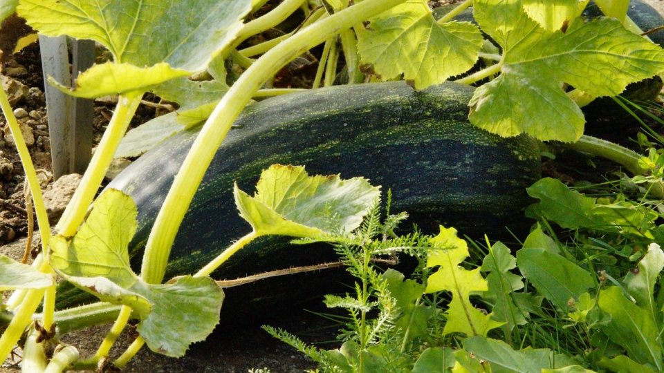 Consumul de dovlecei cruzi poate agrava eventualele afecţiuni ale sistemului digestiv