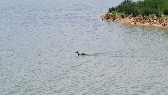 Râurile din România, afectate de poluarea cu microparticule de plastic