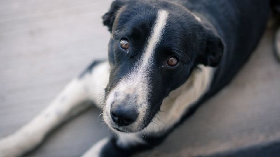 Bobi, cel mai bătrân câine din lume, a murit la vârsta de 31 de ani