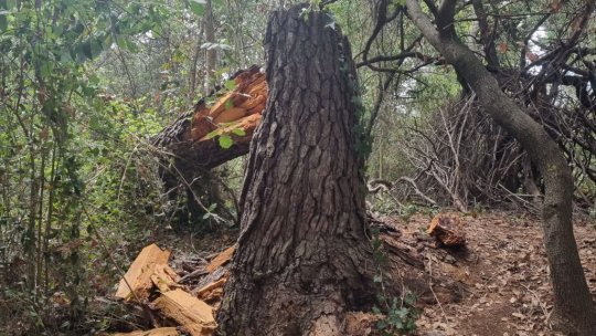 Distrugerea pădurilor s-a accelerat în 2022, în pofida promisiunilor la nivel global