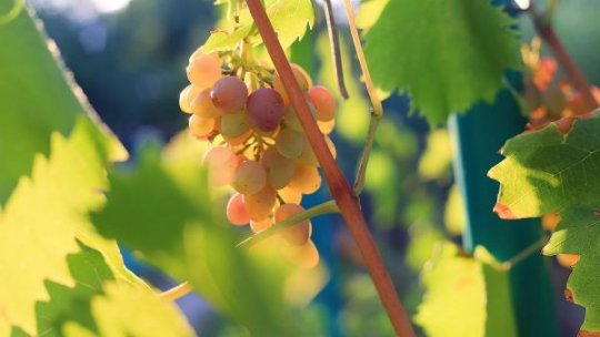 Crâmpoşia aromată - cel mai nou soi de struguri pentru vin omologat în Podgoria Drăgăşani