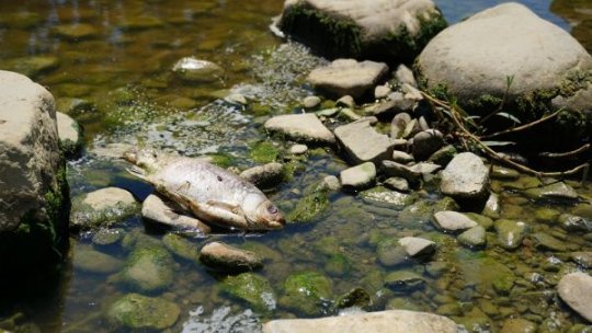 Râul Cibin a fost poluat cu un produs petrolier