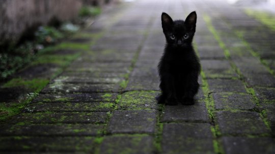 27 octombrie - Ziua pisicilor negre, la Antipa