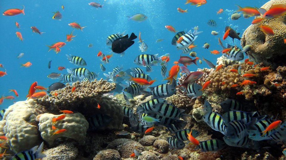Invazie alarmantă detectată în Marea Mediterană cauzată de corali originari din Marea Roşie