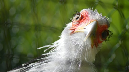 România şi Bulgaria raportează focare de gripă aviară, în timp ce Europa se confruntă cu un nou val al virusului (WOAH)