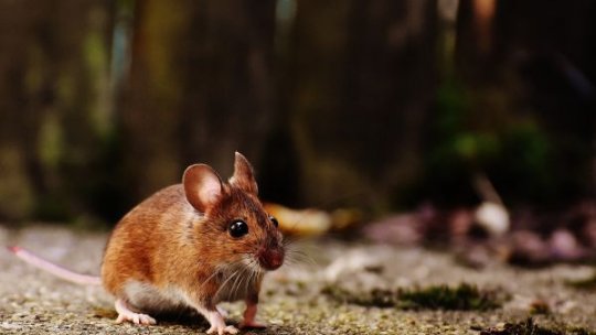 Primii embrioni de şoarece au fost dezvoltaţi în Spaţiu