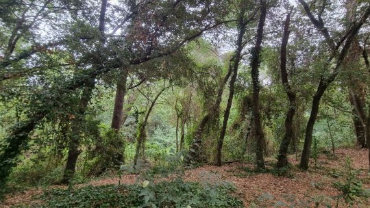 ASFOR: Suprafaţa împădurită a României a crescut şi creşte în continuare