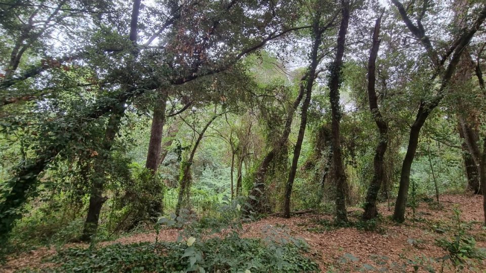 ASFOR: Suprafaţa împădurită a României a crescut şi creşte în continuare