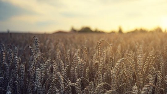 Guvernul analizează măsuri de reglementare a importurilor de produse agricole din Ucraina