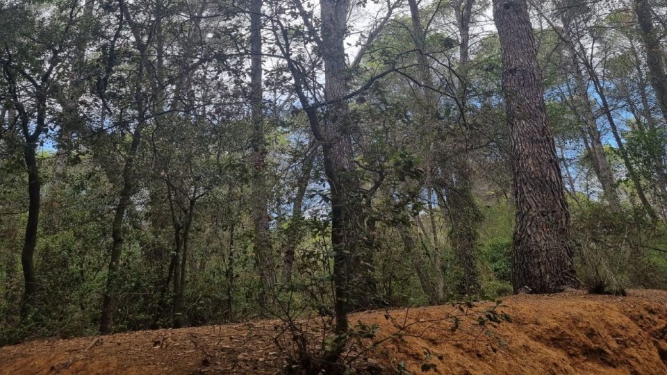 600.000 de puieţi forestieri, oferiţi gratuit voluntarilor implicaţi în acţiuni de împăduriri