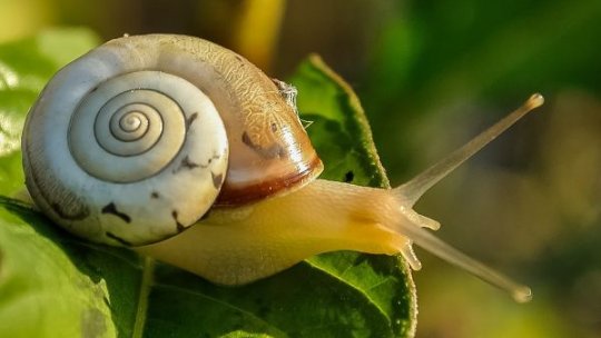 Melcii uriaşi africani, consideraţi animale de companie dăunătoare