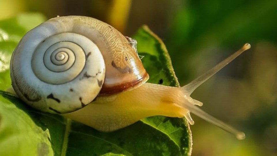 Melcii uriaşi africani, consideraţi animale de companie dăunătoare