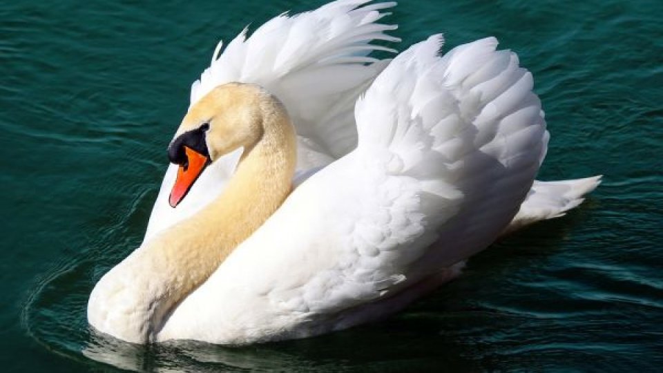 Două cazuri noi de gripă aviară la lebede găsite moarte pe un lac din Neamţ