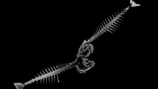 Obiecte decorative din oase de peşte, realizate de o învăţătoare