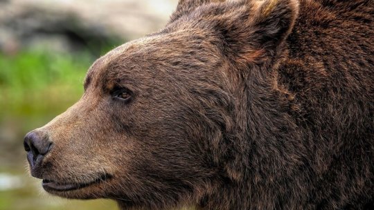 Numărul intervenţiilor de alungare a urşilor din localităţile din Harghita a scăzut