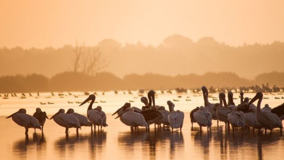 Turişti rătăciţi în Deltă pe furtună, salvaţi de un angajat al Autorităţii Navale Române