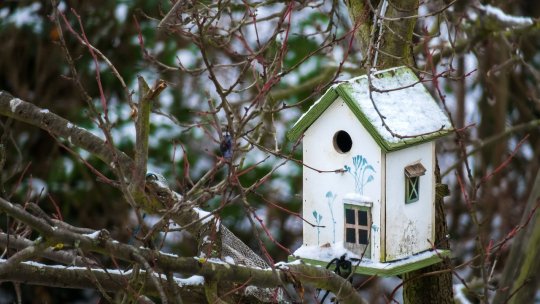 Celofane de ţigări şi colivă, găsite de voluntarii SOR în hrănitorile şi în cuiburile păsărilor sălbatice