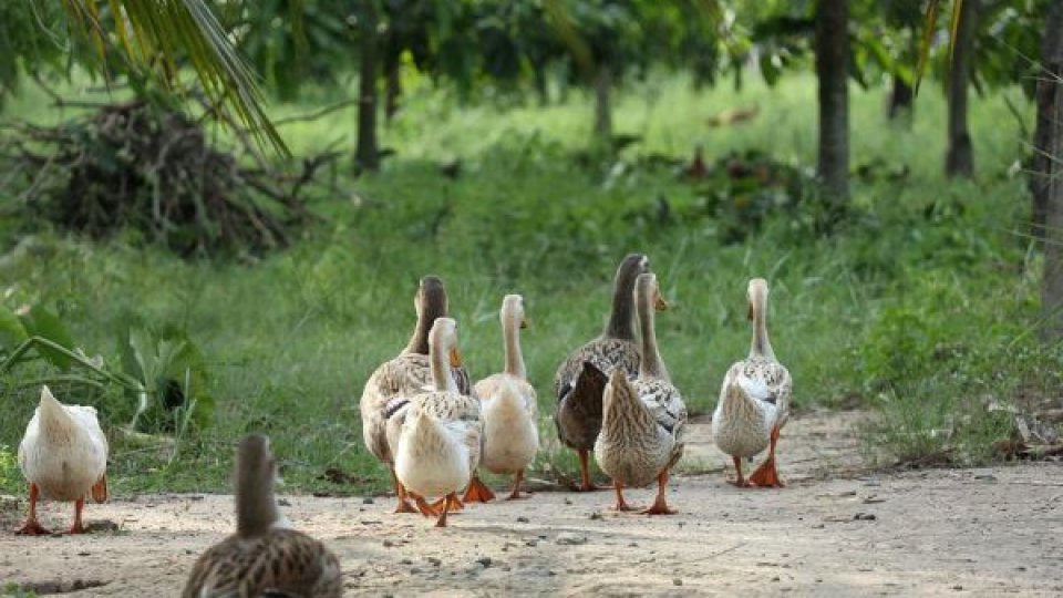 Focar de gripă aviară înalt patogenă H5N1, descoperit la o fermă din Ungaria