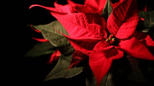 Pericolele din aranjamentele de sărbători: Crăciuniţa, cetina de tisă şi vâscul, plante deosebit de toxice