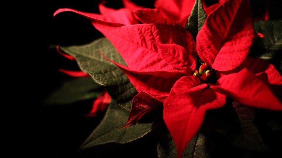 Pericolele din aranjamentele de sărbători: Crăciuniţa, cetina de tisă şi vâscul, plante deosebit de toxice