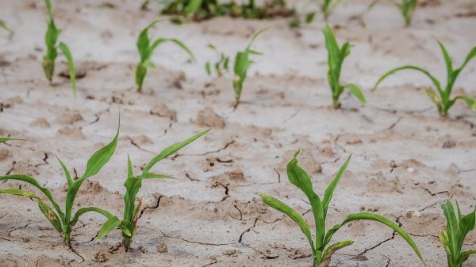 Agricultura, printre cele mai afectate de fenomenul schimbărilor climatice