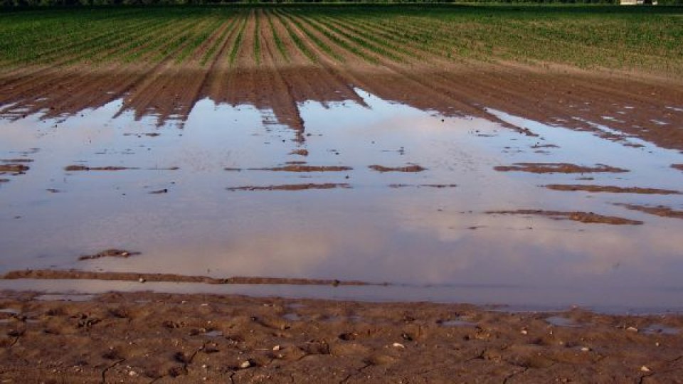 Gospodării din Satu Mare inundate din cauza ploilor