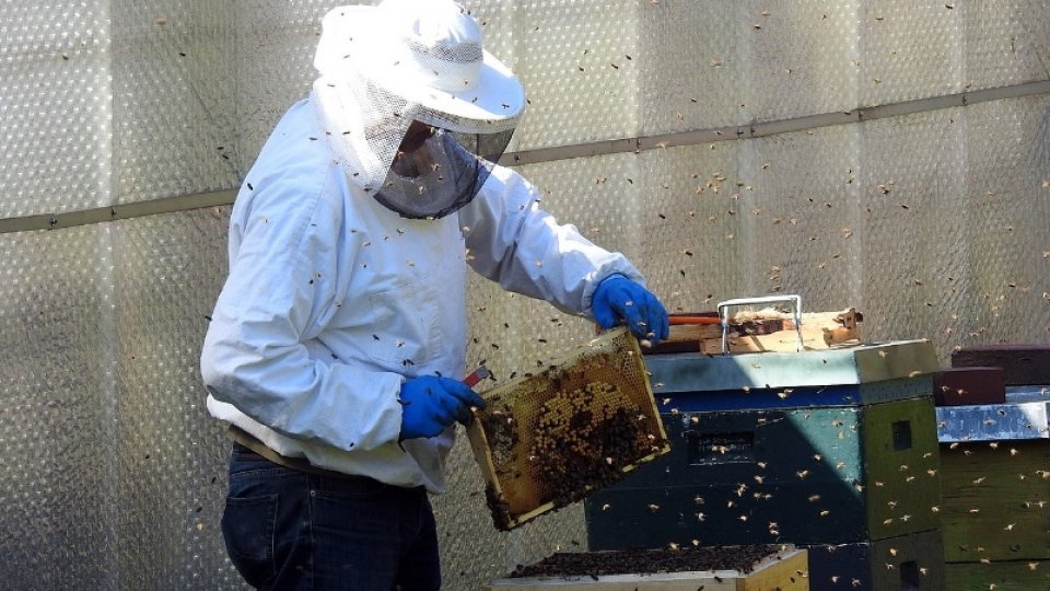 Propolisul, un antibiotic natural