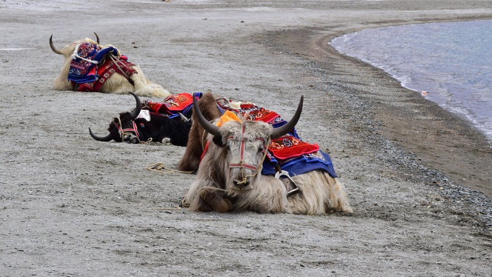 Domesticirea iacilor în zona Podişului Tibetan a început în urmă cu aproximativ 2.500 de ani (studiu)