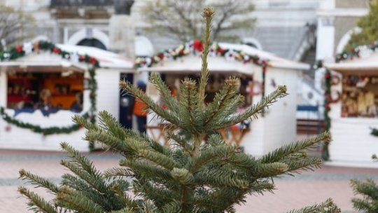 Romsilva scoate la vânzare aproape 25.000 de pomi de Crăciun