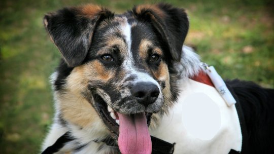 Tinerii din internatul din Odorheiu Secuiesc au fost găsiţi cu ajutorul câinelui Salvamont